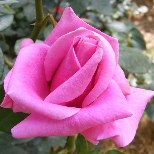 Rosa  Eminence - fioletowy  - Róże pienne - z kwiatami hybrydowo herbacianymi - korona równomiernie ukształtowana